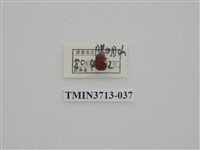 藏品(金龜子科)的圖片